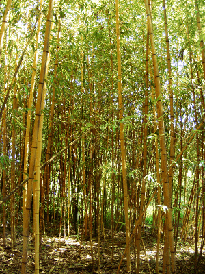 Bamboo Describtion