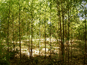 Bamboo Describtion